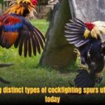 Types Of Cockfighting Spurs – Demonstrated At Bay789