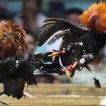 Link To Watch Cockfighting – A Complete User Guide At Fun88